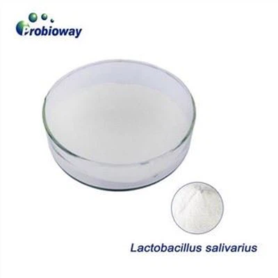 Lactobacillus Salivarius Probiotik