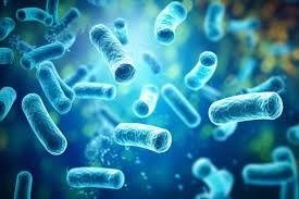Apa yang Lactobacillus lakukan kepada badan anda?