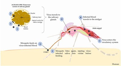 Demam Chikungunya Telah Melanda Guangdong, Dan Probiotik Membina Barisan Pert...