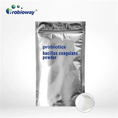 Serbuk Bacillus Coagulans vs Lactobacillus: Apakah Perbezaan dan Mana Yang Le...